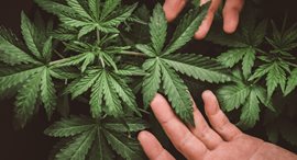 La coltivazione della cannabis e delle relative infiorescenze